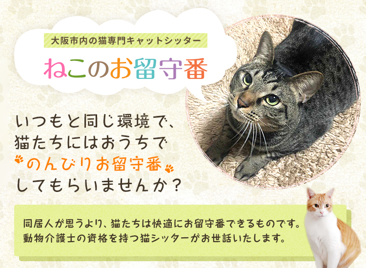 大阪のキャットシッター 猫専門ペットシッター のことならねこのお留守番